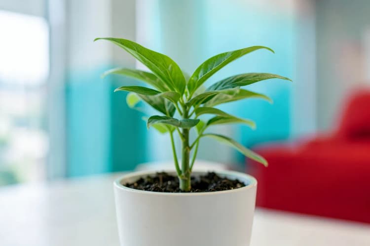 Uma planta crescendo em um vaso, representando o desenvolvimento e os benefícios da qualificação profissional.