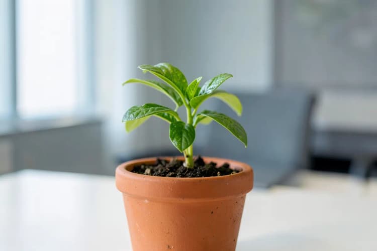 Uma planta brotando de um pequeno vaso em uma mesa, simbolizando os próximos passos e o crescimento contínuo.