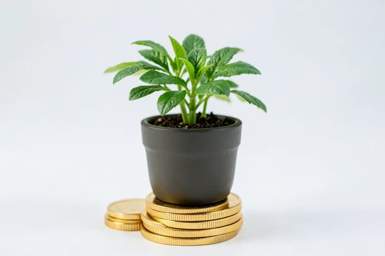 Uma planta crescendo em um vaso sobre uma pilha de moedas de ouro, simbolizando investimento e retorno.