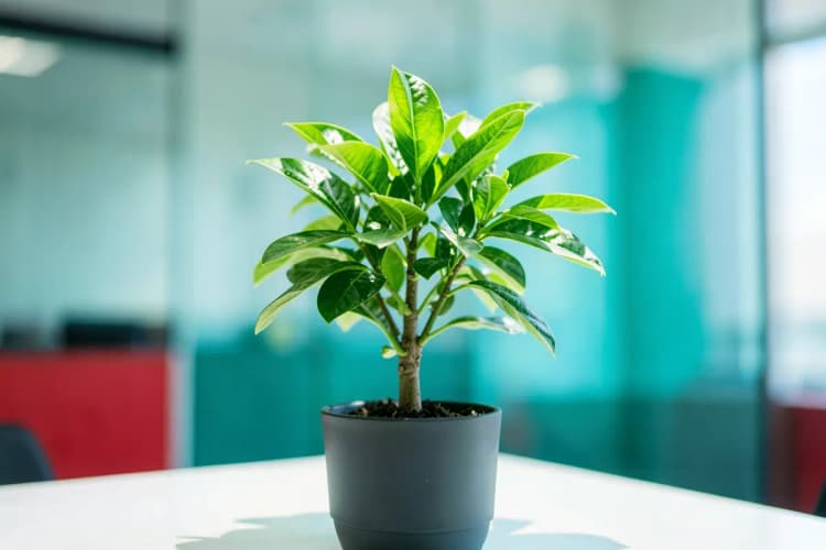 Uma planta verde bem cuidada em um vaso, em plano médio, com luz solar brilhante vinda de cima.